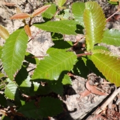 Callicoma serratifolia (Black Wattle, Butterwood, Tdgerruing) at Meryla - 13 Nov 2023 by plants