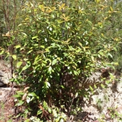 Callicoma serratifolia at Wingecarribee Local Government Area - 14 Nov 2023