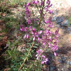 Comesperma ericinum (Heath Milkwort) at Wingecarribee Local Government Area - 13 Nov 2023 by plants