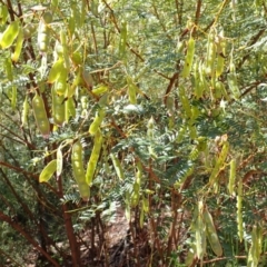 Acacia terminalis (Sunshine Wattle) at Meryla - 13 Nov 2023 by plants