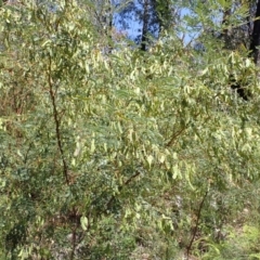 Acacia terminalis at Wingecarribee Local Government Area - 14 Nov 2023