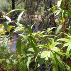 Prostanthera lasianthos (Victorian Christmas Bush) at Meryla - 14 Nov 2023 by plants