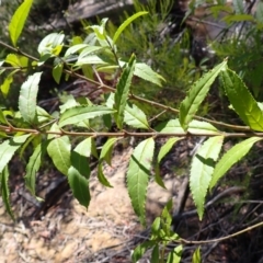 Prostanthera lasianthos at Wingecarribee Local Government Area - 14 Nov 2023