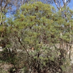 Banksia spinulosa var. cunninghamii (Hairpin Banksia) at Fitzroy Falls, NSW - 13 Nov 2023 by plants