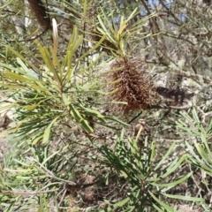 Banksia spinulosa var. cunninghamii at Wingecarribee Local Government Area - 14 Nov 2023