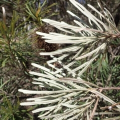 Banksia spinulosa var. cunninghamii at Wingecarribee Local Government Area - 14 Nov 2023