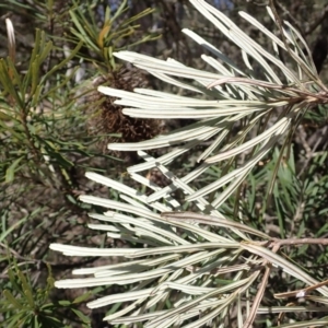 Banksia spinulosa var. cunninghamii at Wingecarribee Local Government Area - 14 Nov 2023 09:19 AM