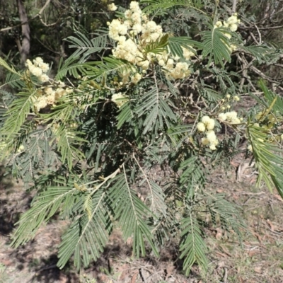 Acacia mearnsii (Black Wattle) at Fitzroy Falls - 13 Nov 2023 by plants