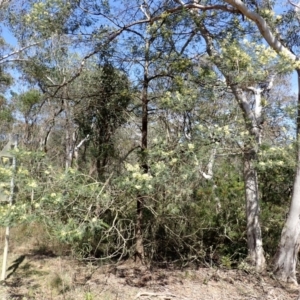 Acacia mearnsii at Wingecarribee Local Government Area - 14 Nov 2023