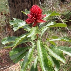 Telopea speciosissima (NSW Waratah) at Wingecarribee Local Government Area - 13 Nov 2023 by plants