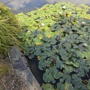 Nymphaea alba at Yerrabi Pond - 15 Nov 2023 12:13 PM