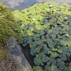 Nymphaea alba (Waterlily) at Forde, ACT - 15 Nov 2023 by Jiggy