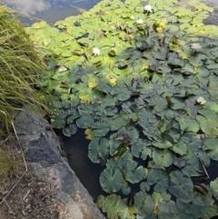 Nymphaea alba at Yerrabi Pond - 15 Nov 2023
