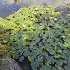 Nymphaea alba at Yerrabi Pond - 15 Nov 2023