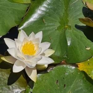 Nymphaea alba at Yerrabi Pond - 15 Nov 2023 12:13 PM