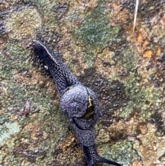 Helicarion cuvieri (A Semi-slug) at Paddys River, ACT - 5 Nov 2023 by irayner