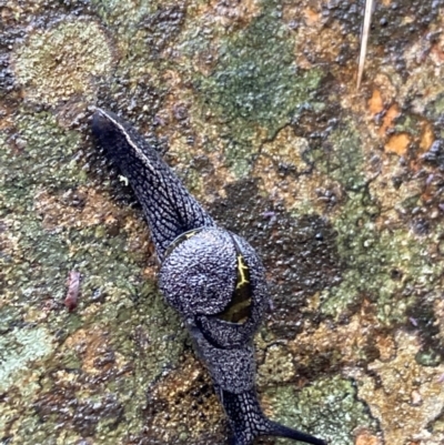 Helicarion cuvieri (A Semi-slug) at Tidbinbilla Nature Reserve - 5 Nov 2023 by irayner