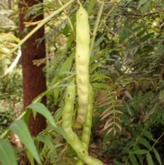 Acacia elata (Mountain Cedar Wattle) at Mittagong - 13 Nov 2023 by plants