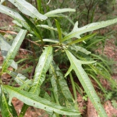 Solanum aviculare (Kangaroo Apple) at Mittagong, NSW - 14 Nov 2023 by plants