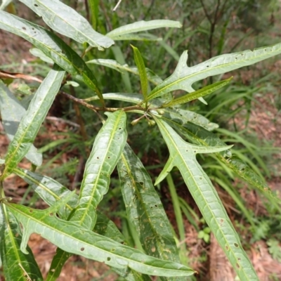 Solanum aviculare (Kangaroo Apple) at Mittagong, NSW - 14 Nov 2023 by plants