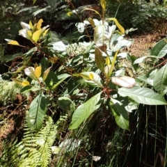 Quintinia sieberi (Possumwood) at Mittagong, NSW - 14 Nov 2023 by plants