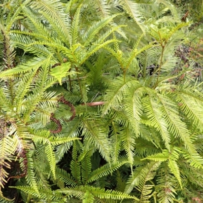 Sticherus flabellatus (Shiny Fan-fern, Umbrella Fern) at Wingecarribee Local Government Area - 14 Nov 2023 by plants