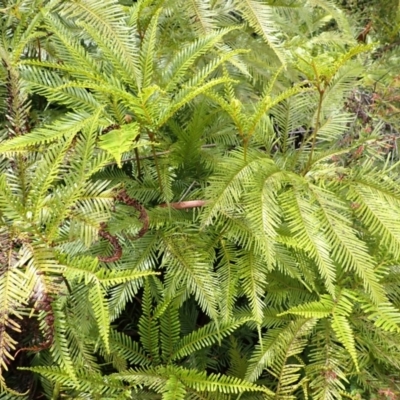 Sticherus flabellatus (Shiny Fan-fern, Umbrella Fern) at Mittagong, NSW - 14 Nov 2023 by plants