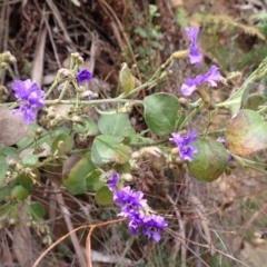 Dampiera purpurea (Purple Dampiera) at Mittagong, NSW - 14 Nov 2023 by plants