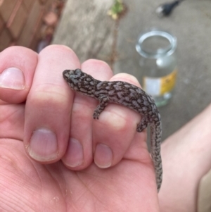 Christinus marmoratus at Lyons, ACT - 8 Nov 2023