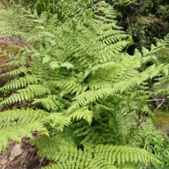 Diplazium australe (Austral Lady Fern) at Wingecarribee Local Government Area - 14 Nov 2023 by plants