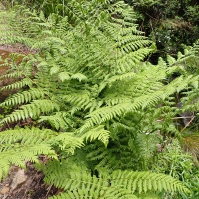 Diplazium australe (Austral Lady Fern) at Mittagong - 14 Nov 2023 by plants