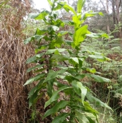 Calomeria amaranthoides (Incense Plant) at Mittagong, NSW - 14 Nov 2023 by plants