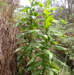 Calomeria amaranthoides (Incense Plant) at Wingecarribee Local Government Area - 14 Nov 2023 by plants