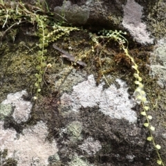 Asplenium flabellifolium (Necklace Fern) at Wingecarribee Local Government Area - 14 Nov 2023 by plants