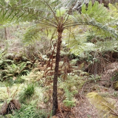 Cyathea cooperi (Straw Treefern) at Mittagong - 14 Nov 2023 by plants