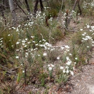 Actinotus helianthi at Wingecarribee Local Government Area - 14 Nov 2023