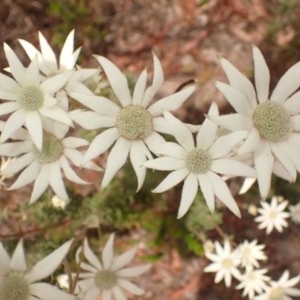 Actinotus helianthi at Wingecarribee Local Government Area - suppressed