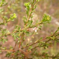 Boronia anemonifolia at Mittagong, NSW - 14 Nov 2023 by plants