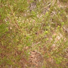 Boronia anemonifolia at Wingecarribee Local Government Area - suppressed