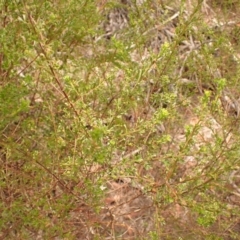 Boronia anemonifolia at Wingecarribee Local Government Area - 14 Nov 2023