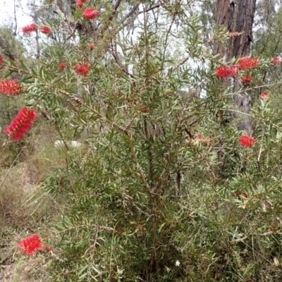 Melaleuca citrina (Crimson Bottlebrush) at Mittagong, NSW - 14 Nov 2023 by plants