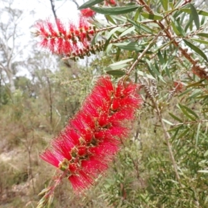 Callistemon citrinus at Wingecarribee Local Government Area - 14 Nov 2023 12:00 PM