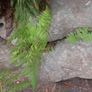 Histiopteris incisa at Wingecarribee Local Government Area - suppressed