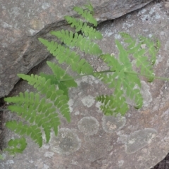 Histiopteris incisa at Wingecarribee Local Government Area - suppressed