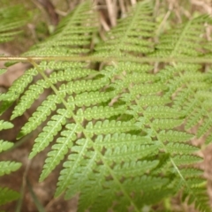 Hypolepis rugosula (Ruddy Ground-Fern) at Wingecarribee Local Government Area - 14 Nov 2023 by plants