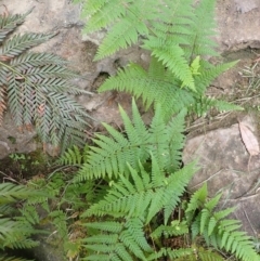 Hypolepis rugosula at Wingecarribee Local Government Area - 14 Nov 2023