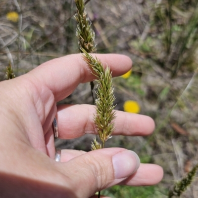 Anthoxanthum odoratum (Sweet Vernal Grass) at Captains Flat, NSW - 15 Nov 2023 by Csteele4
