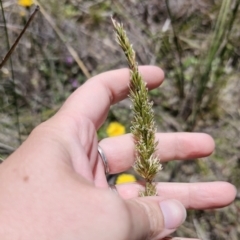 Anthoxanthum odoratum at QPRC LGA - 15 Nov 2023