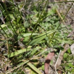 Anthoxanthum odoratum at QPRC LGA - 15 Nov 2023