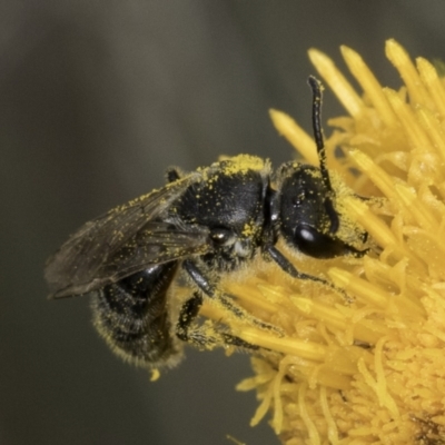 Lasioglossum (Chilalictus) sp. (genus & subgenus) (Halictid bee) at Croke Place Grassland (CPG) - 13 Nov 2023 by kasiaaus